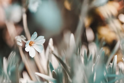 Close-up of white flowering plant