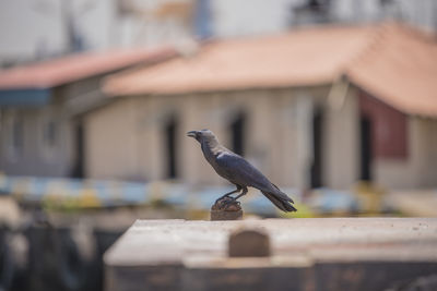 Close-up of bird perching on roof