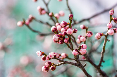 Close-up of cherry blossoms on tree