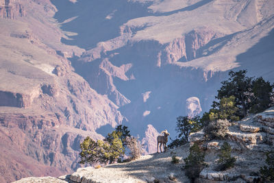 Goat standing on mountains