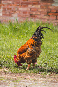 View of a bird on field
