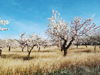 Cherry blossoms on field against sky