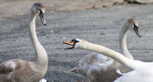 Swan on lake