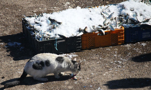 High angle view of sheep on snow