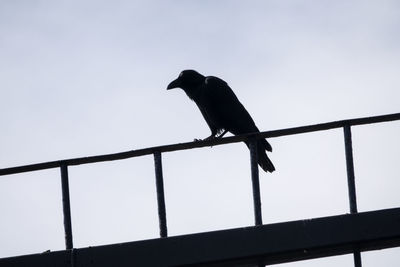 Low angle view of bird perching on railing against sky