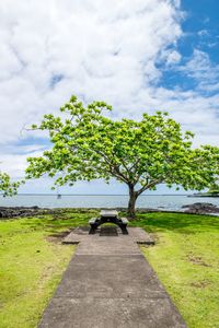 Tree by water against sky