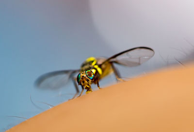 Close-up of fruitfly on skin