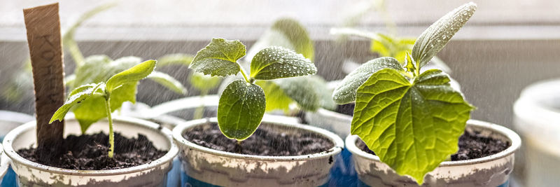 Vegetable sprouts.growing and watering young seedlings of cucumbers in cups.