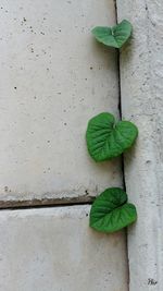 Close-up of green leaves on wall