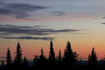 Silhouette trees at sunset