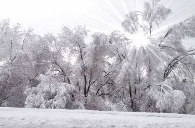 Trees on snow covered landscape