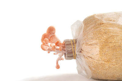 Close-up of stuffed toy against white background