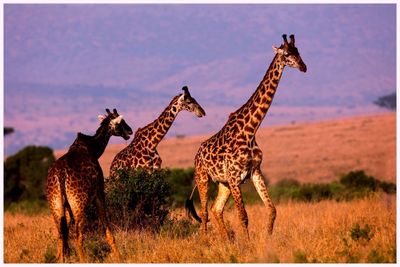 Three giraffes walking on field in africa
