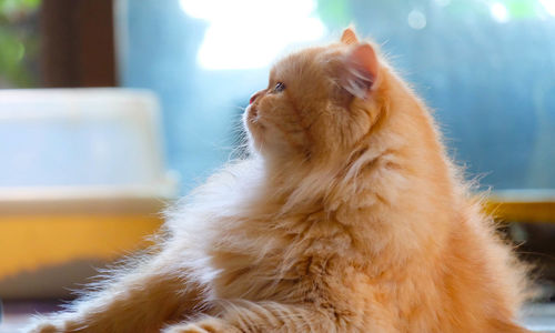 Close-up of a cat looking away