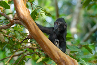 Monkey on tree