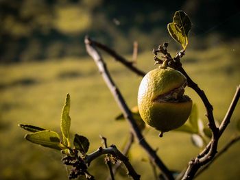 Close-up of fruit growing on tree