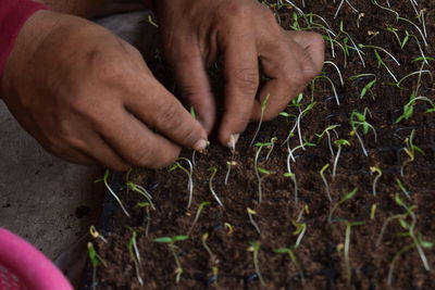 Cropped hand of person planting on land