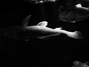 Close-up of fish underwater