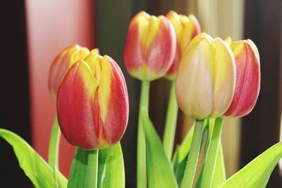 Close-up of flowers against blurred background