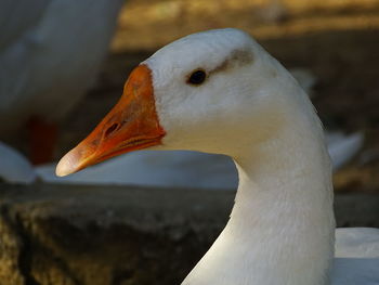 Close-up of swan