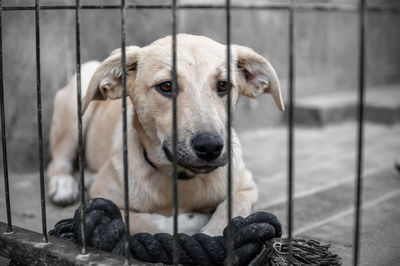 Dog in animal shelter waiting for adoption. portrait of red homeless dog in animal shelter cage.