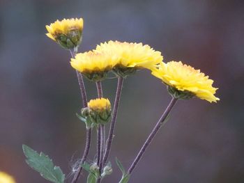 Close-up of yellow flowers