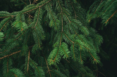 Green pine tree leaves and branches on dark background in the forest. nature abstract background.