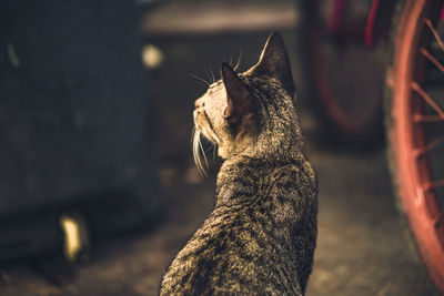 Close-up of a dog looking away