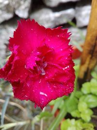 Close-up of wet red rose flower