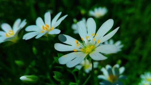 Close-up of white flowering plant