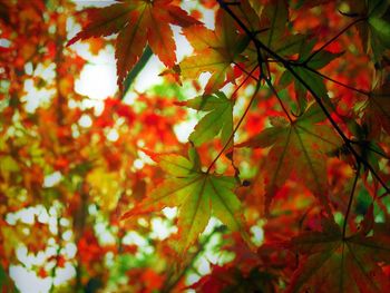 Close-up of maple leaves on tree