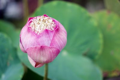 Close-up of pink flower blooming outdoors