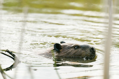 Close-up of turtle swimming in lake