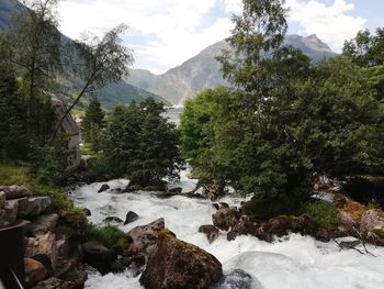 Scenic view of stream amidst trees in forest