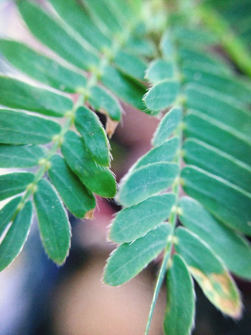 leaf, growth, plant, green color, close-up, focus on foreground, nature, leaf vein, selective focus, beauty in nature, fragility, freshness, day, outdoors, green, leaves, no people, natural pattern, sunlight, stem