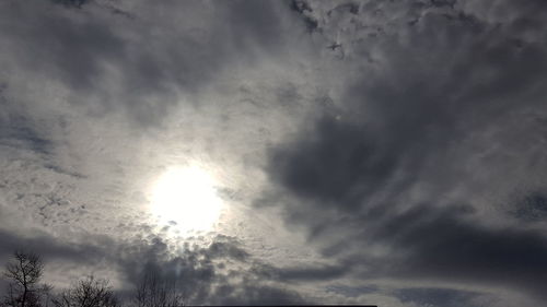 Low angle view of trees against sky