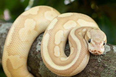 Close-up of snake