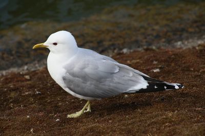 Close-up of seagull