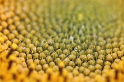 Yellow contrastedagainst green with tiny water droplets to complement the different textures.