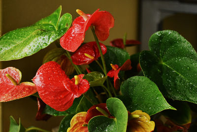 Close-up of wet red flowers