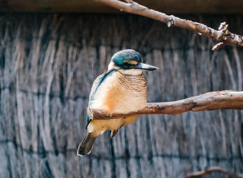 Kingfisher bird sitting on a branch in australia