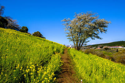 Plants growing on field against sky