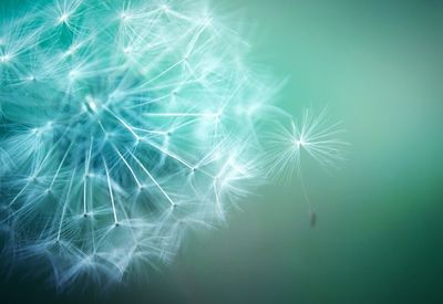 Close-up of dandelion flower