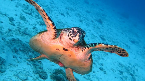 Close-up of turtle swimming in sea