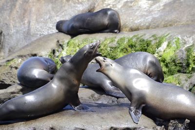Close-up of sea lions on rock