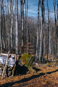 Bare trees in forest