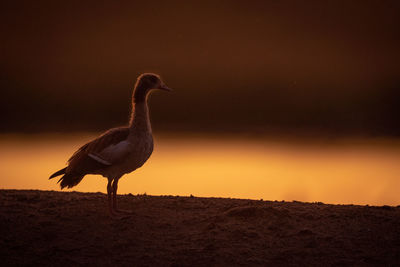 Side view of bird perching on land during sunset