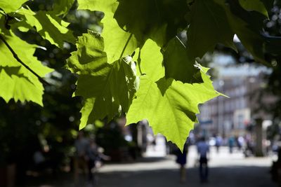 Close-up of leaves hanging on tree