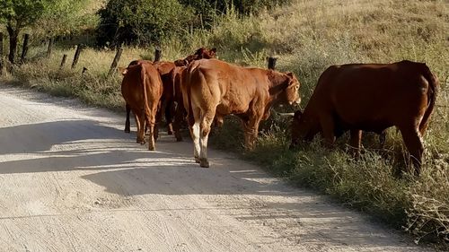 Cows in the road