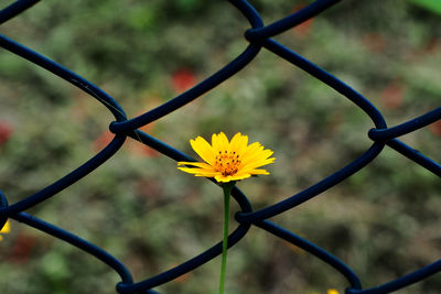 Close-up of chainlink fence